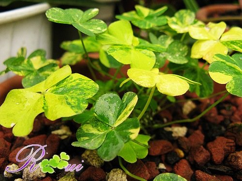 Oxalis corymbosa cv. \'Variegata\'50.jpg