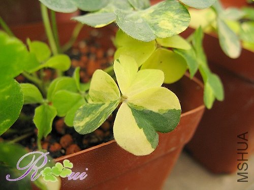 Oxalis corymbosa cv. \'Variegata\'39.jpg