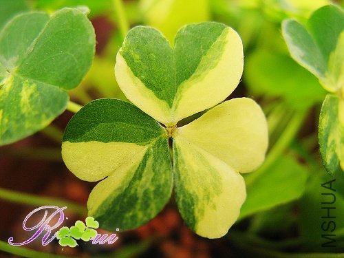 Oxalis corymbosa cv. \'Variegata\'44.jpg