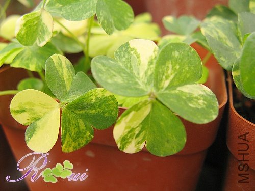 Oxalis corymbosa cv. \'Variegata\'43.jpg