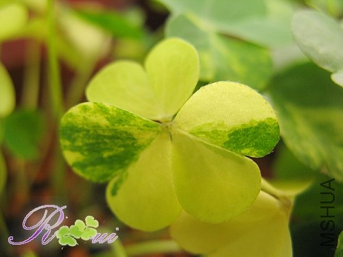 Oxalis corymbosa cv. \'Variegata\'45.jpg