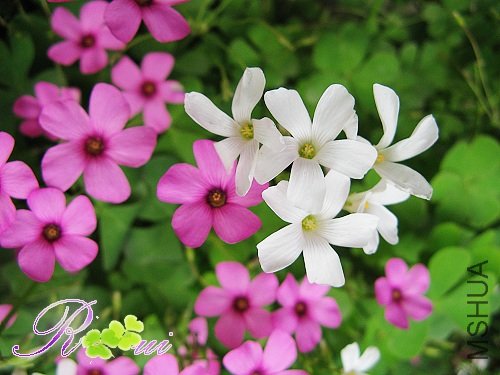Oxalis articulata ssp. rubra f. crassipes 2.jpg