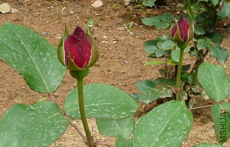 P1020441KKK.jpg