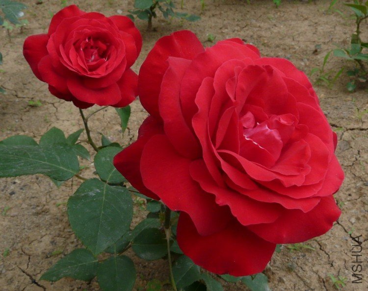 P1020478kkk.jpg