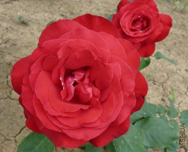 P1020480kk.jpg