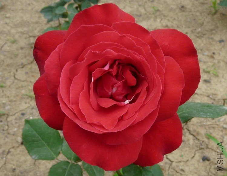 P1020479kkk.jpg