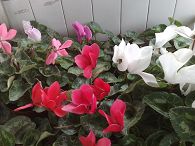 20090502119.jpg