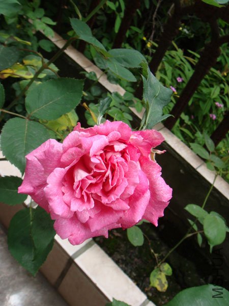 DSC02690.JPG
