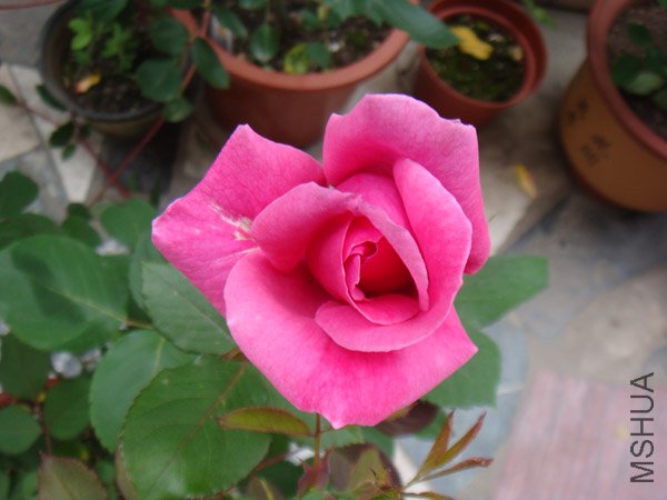DSC02688.JPG