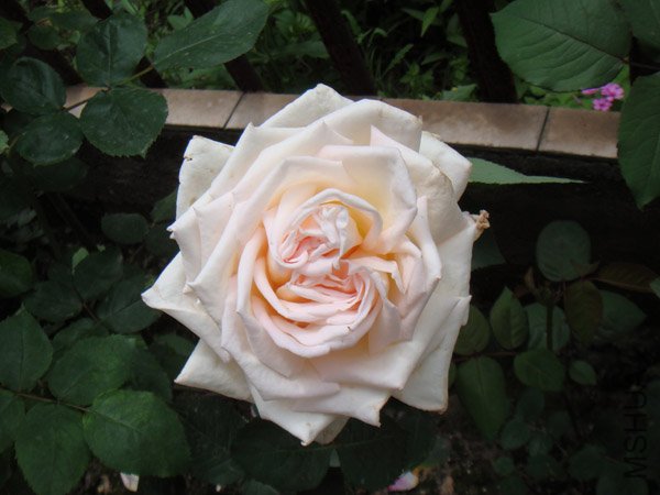 DSC02696.JPG