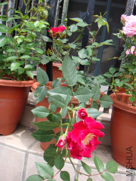 DSC02679.JPG