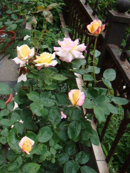 DSC02692.JPG