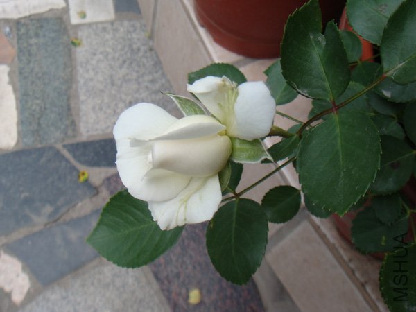 DSC02683.JPG