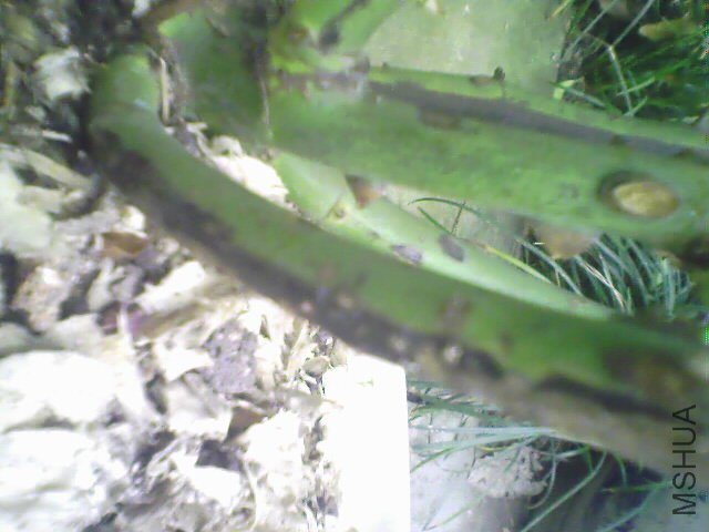 IMG0824A.jpg