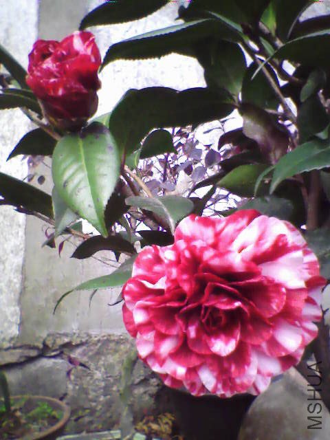 IMG0324A.jpg