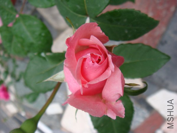 DSC02730.JPG