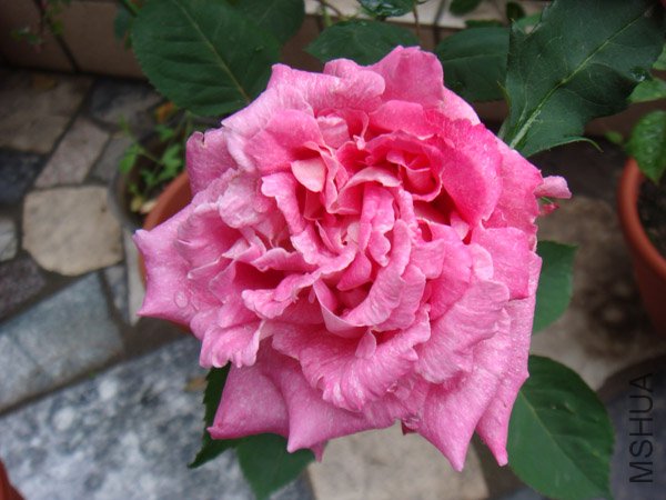 DSC02731.JPG