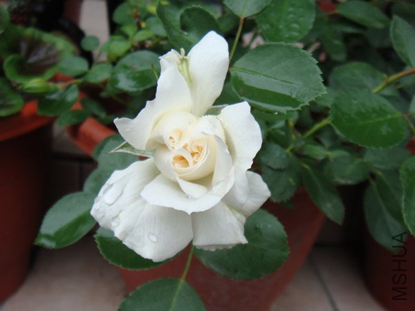 DSC02709.JPG