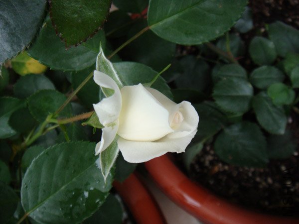 DSC02707.JPG