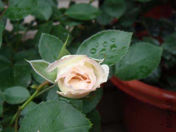 DSC02708.JPG