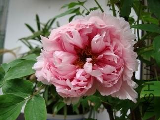���� DSC00576.JPG