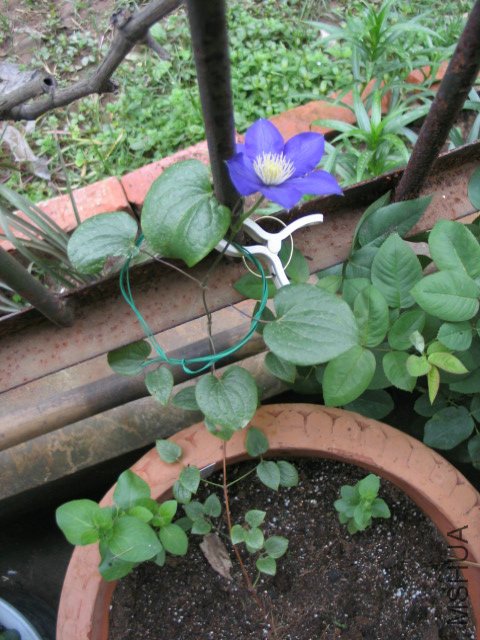 ��������Ů