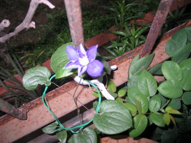 �տ���ʱ�򻨰껹��СС��