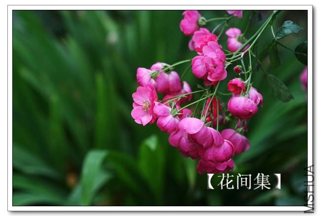 IMG_4678 ����.jpg