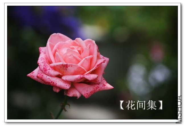 IMG_4715 ����.jpg