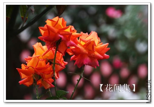 IMG_4782 ����.jpg