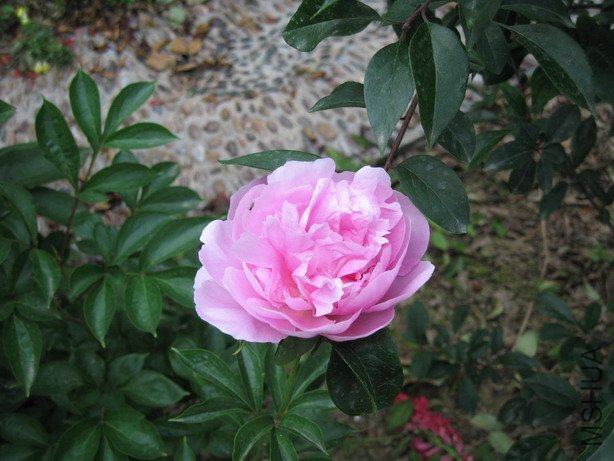 ��Ƭ 081_��С��С.jpg