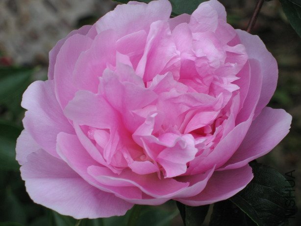 ��Ƭ 091_��С��С.jpg