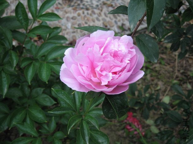 ��Ƭ 082_��С��С.jpg