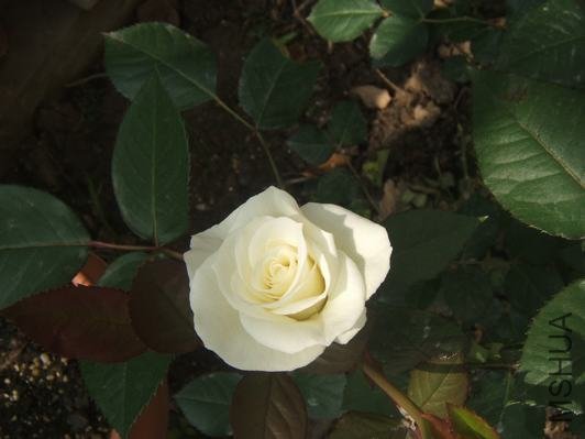 DSCF5417.JPG