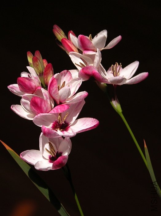 DSCN9958.jpg