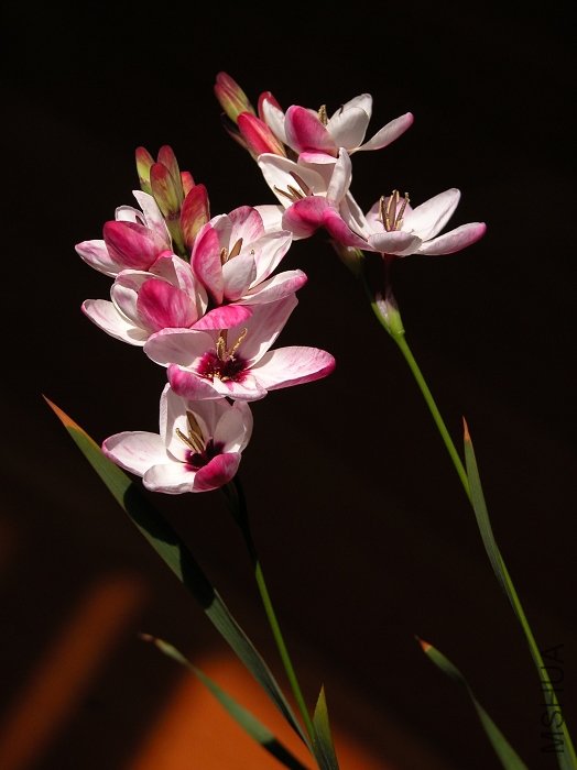 DSCN9959.jpg