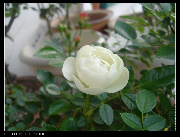 nEO_IMG_DSC01461.jpg