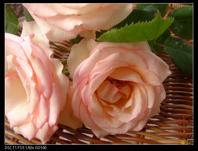 nEO_IMG_DSC01495.jpg