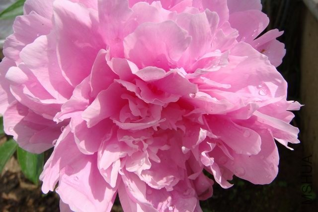 ������С DSC02817.JPG