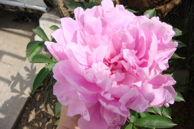 ������С DSC02802.JPG