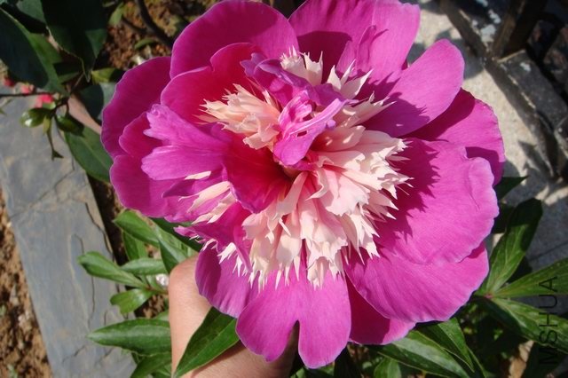 ������С DSC02799.JPG