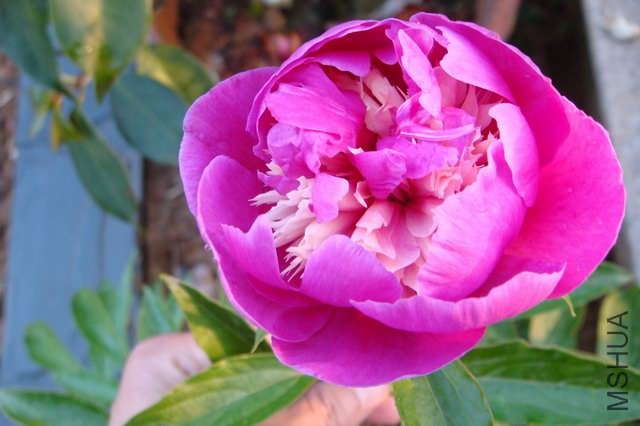 ������С DSC02786.JPG