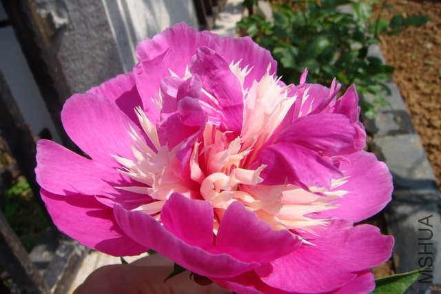 ������С DSC02804.JPG