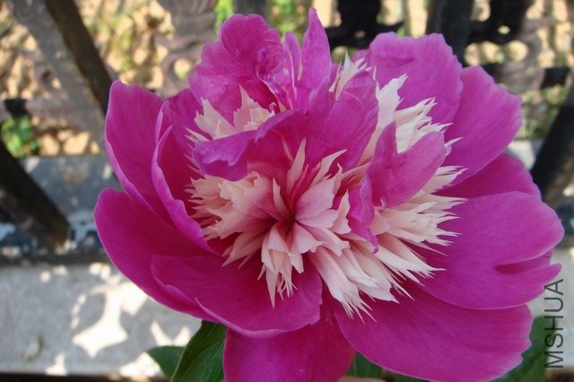 ������С DSC02805.JPG