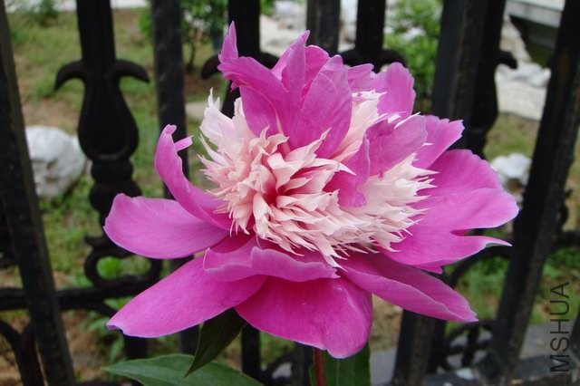 ������С DSC02830.JPG