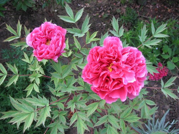 ��Ƭ 002_��С��С.jpg