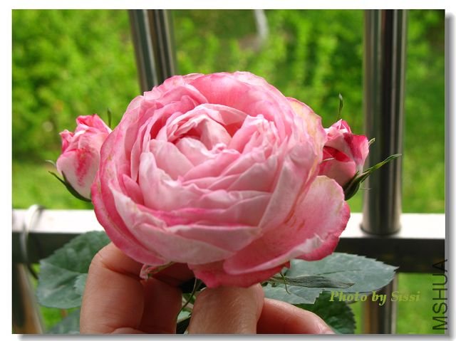 ������ -1.jpg