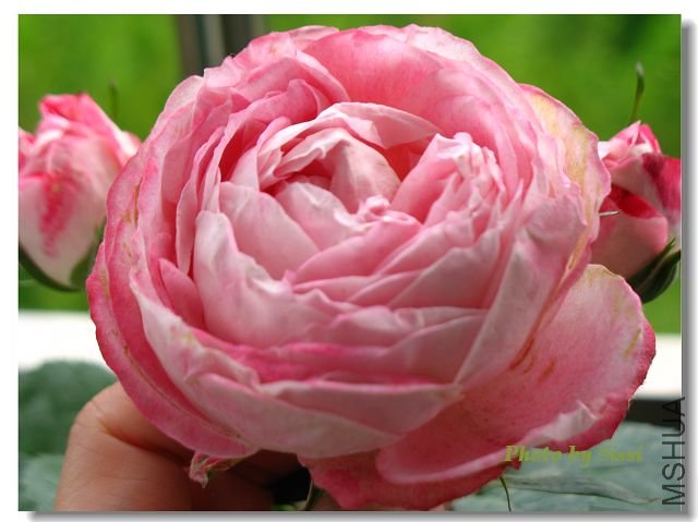 ������ -2.jpg