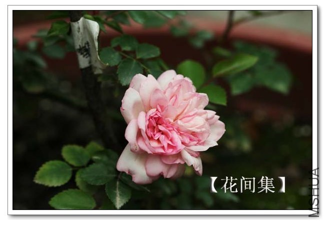 IMG_5132 ����.jpg