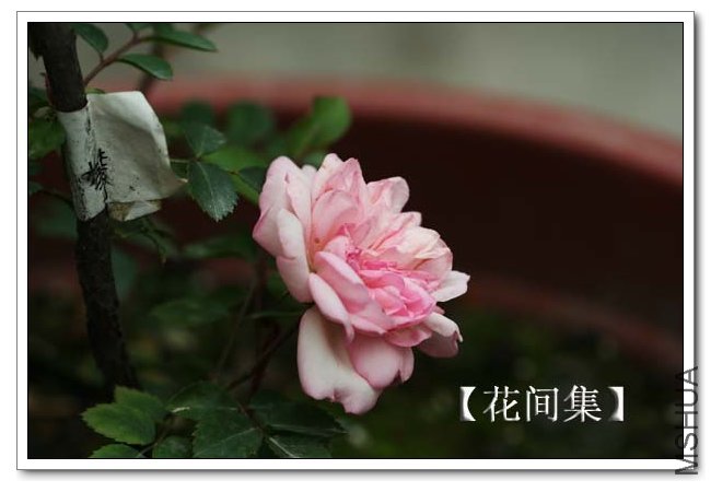 IMG_5131 ����.jpg